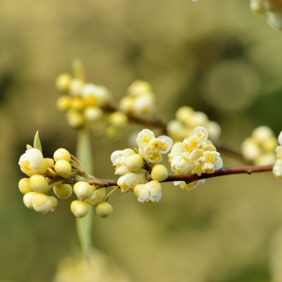 La bottega profumata - Litsea cubeba