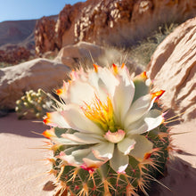 Load image into Gallery viewer, Baja Cactus Blossom Fragrance Oil - Wixy Soap - Fragrance
