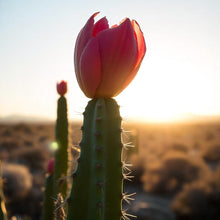 Load image into Gallery viewer, Baja Cactus Blossom Fragrance Oil - Wixy Soap - Fragrance
