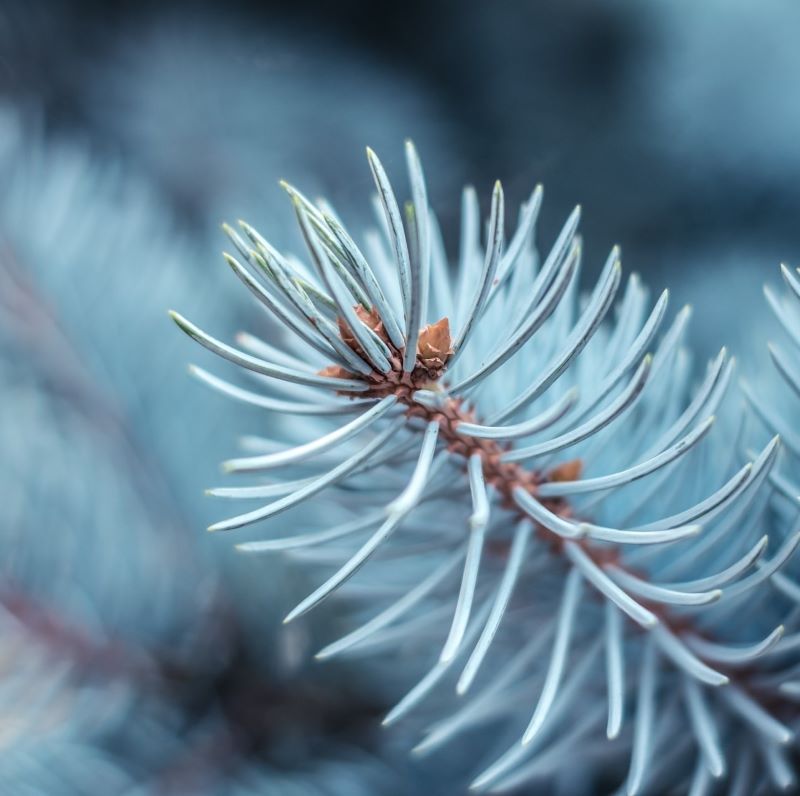 Icy Blue Spruce Fragrance Oil - Wixy Soap - Fragrance